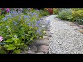 How to grow  care for siberian bugloss brunnera macrophylla  perennial garden