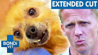 Stray Pomeranian Lost All Her Fur To Mite Infestation  | VOTH Extended Cuts | Bondi Vet