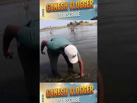 కొర్రమీను చేతులతోని పట్టినం మామ bros #ganeshvlogger143 #fishing #fish #aquarium