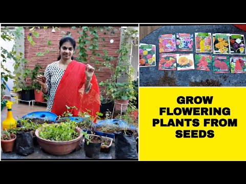 How to grow flowering plants from seeds.విత్తనాల నుండి పూల మొక్కలను పెంచుకోవడం ఎలా #howtogrow #tips