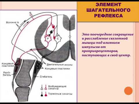 Механизм шагательного рефлекса Хрусталев, Полякова ОС104