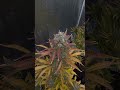 Fast buds Gorilla cookies harvest week!!! @FastBudsGenetics @acinfinity