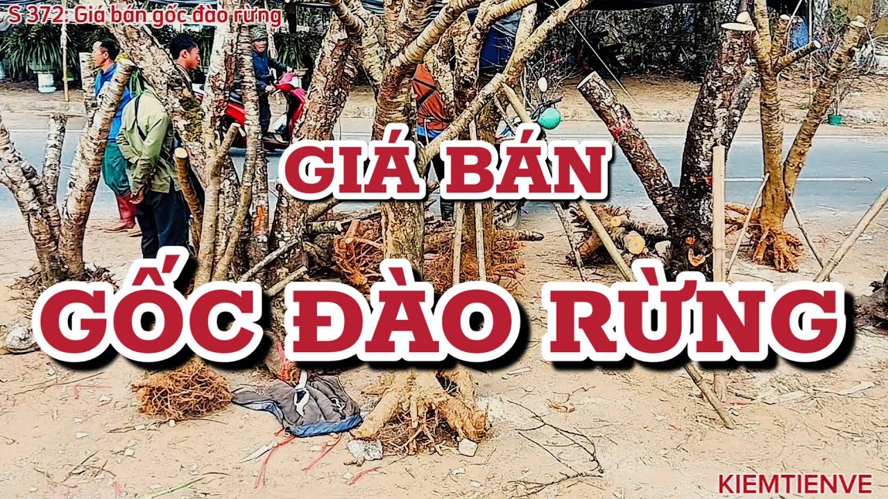 GIÁ BÁN GỐC ĐÀO RỪNG
