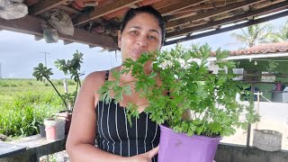 Plantando SALSINHAS Em vaso mostrando o passo a passo