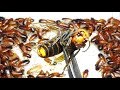 大量のゴキブリの中にオオスズメバチを落としたら衝撃の結果に…