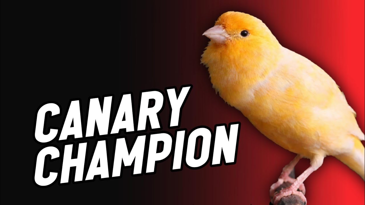 Canary Singing for Canary Training 