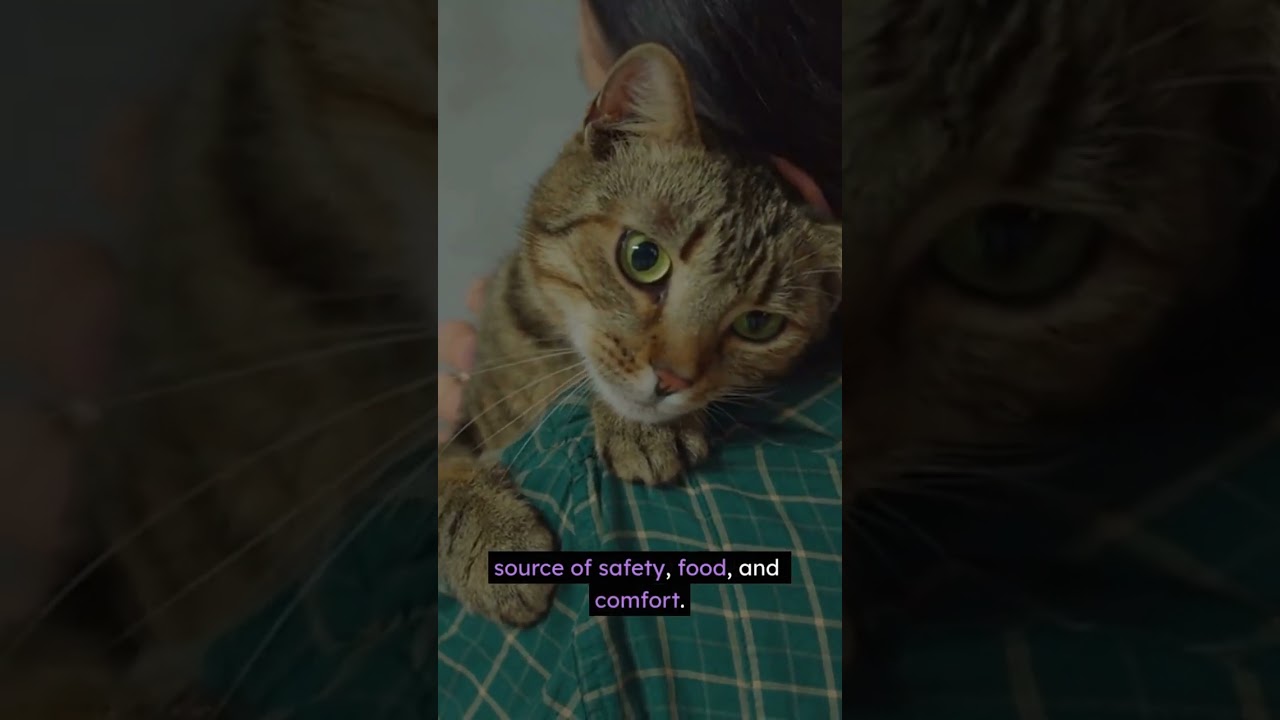 Why Do Cats Follow You Everywhere? 🐾 The Truth Will Surprise You!  