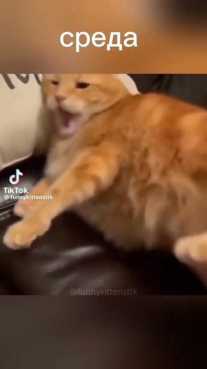 28 октября 2023 г.