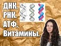 ДНК. РНК. АТФ. Витамины.