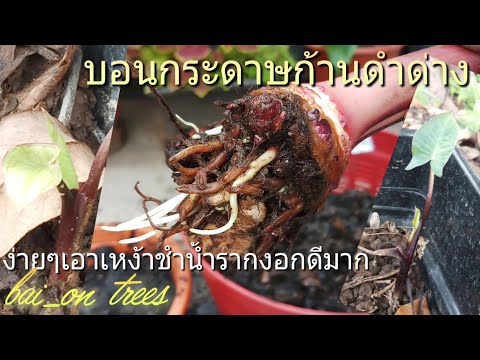 ผลสลากกินแบ่งรัฐบาล วันที่ 1 พย. 2567