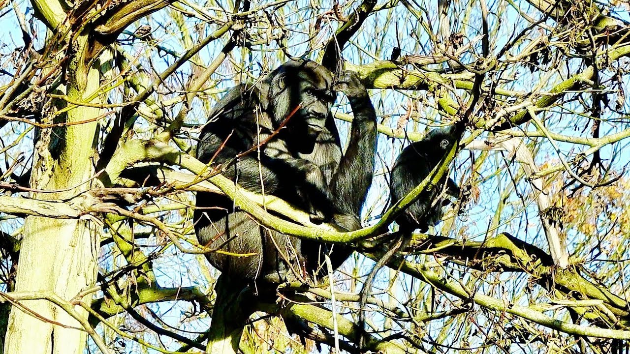 Gorillas Enjoying the Perfect Day Outside