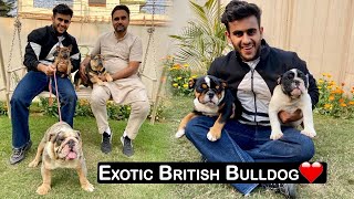 Exotic British Bulldogs in India