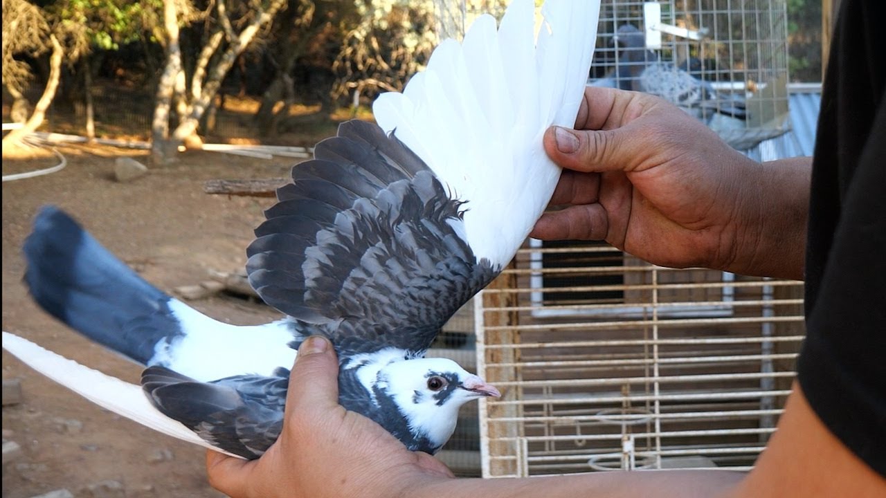 2025 California Pigeon Derby Entries! + Testing OLR Cheat Code