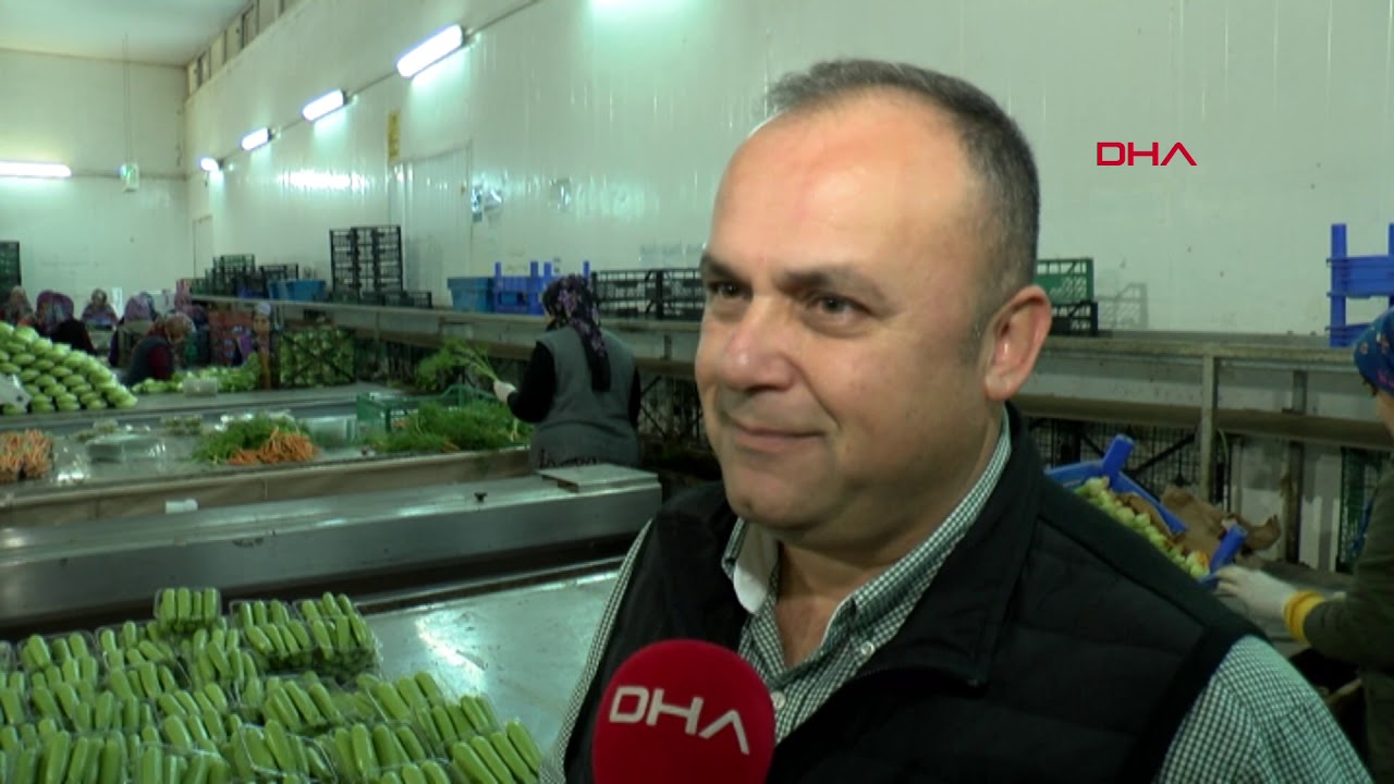 Minyatür sebzeler ihraç ediliyor