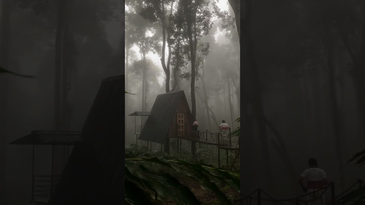 kerala wayanad nature beauty 