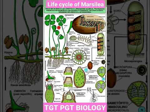 Video: Varieties of Marsiliaceae. Marsilia firbladet: foto, beskrivelse, vekstforhold