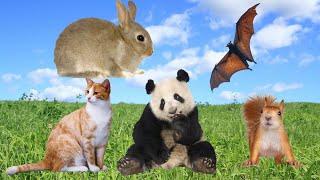 The Surprising Sleep Habits of Bats, Cats, Pandas, Squirrels, and Rabbits by Animal Kingdom 514 views 11 months ago 10 minutes, 16 seconds