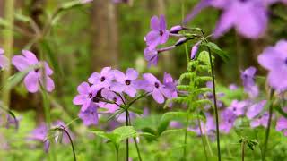 Riverside stroll among wildflowers by Smokies Life 3,844 views 4 years ago 2 minutes, 9 seconds