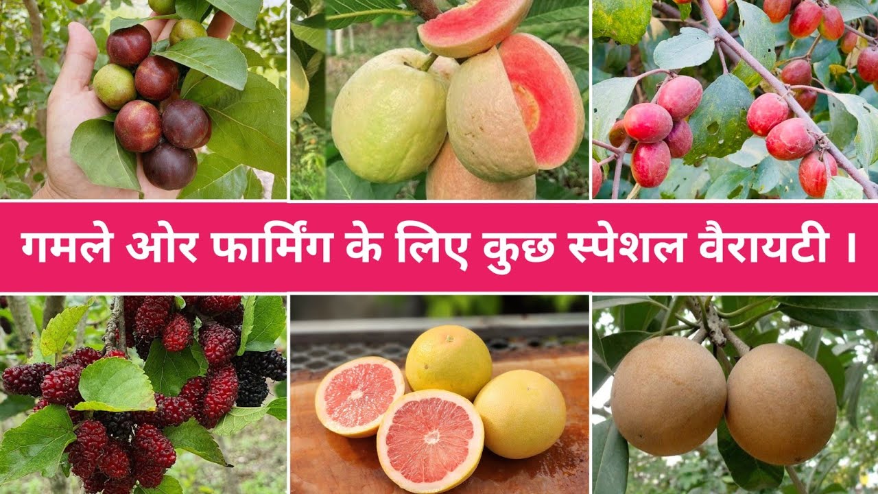 गमले और फार्मिंग के लिए कुछ स्पेशल  वैरायटी । | Avadh Nursery | Malihabad | Online Plants | Lucknow