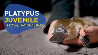 Platypus juvenile found in Royal National Park by UNSW 1,554 views 2 months ago 3 minutes, 38 seconds