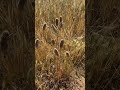 Plantago Lagopus Nature Outdoor Hasenfusswegerich Shorts Plantago Lagopus Nature Outdoor Hasenfusswegerich Shorts
