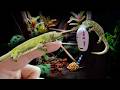 I Made a Ghibli Forest for my Tiny Geckos