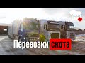 Перевозки скота по России, СНГ и за рубежом | cattletruck.ru