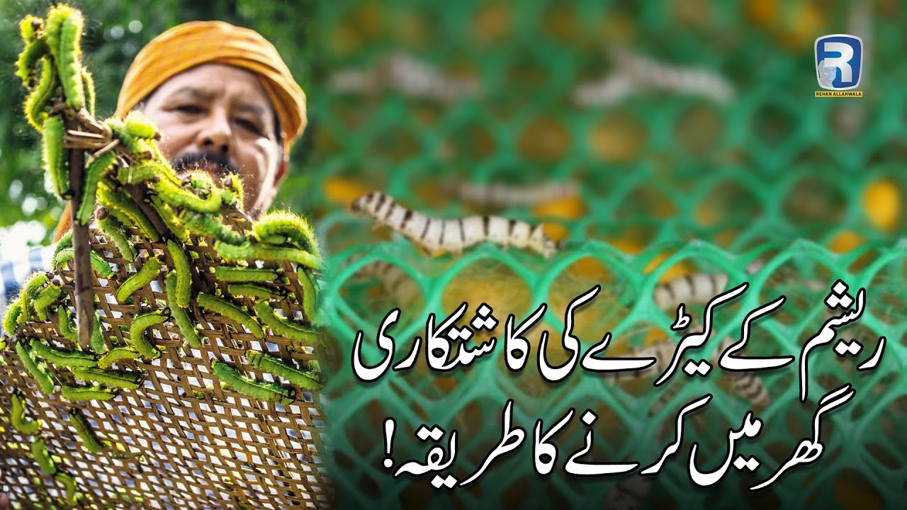 Thumbnail for How to start silk worm farming | Rehan Allahwala | Shahid Hussain Joiya