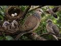 Spotted Dove Life Cycle: Egg to Survivor