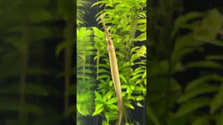 Meet The Pipefish The Seahorses Long And Lean Cousin