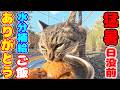 猛暑を乗り越えた日没前の猫たちにご飯をあげると・・・ さくらねこたちへのエサやり【視聴だけでも猫を助けることになります】支援者様 視聴者様 猫たちに神のご加護を！野良猫の感動猫動画