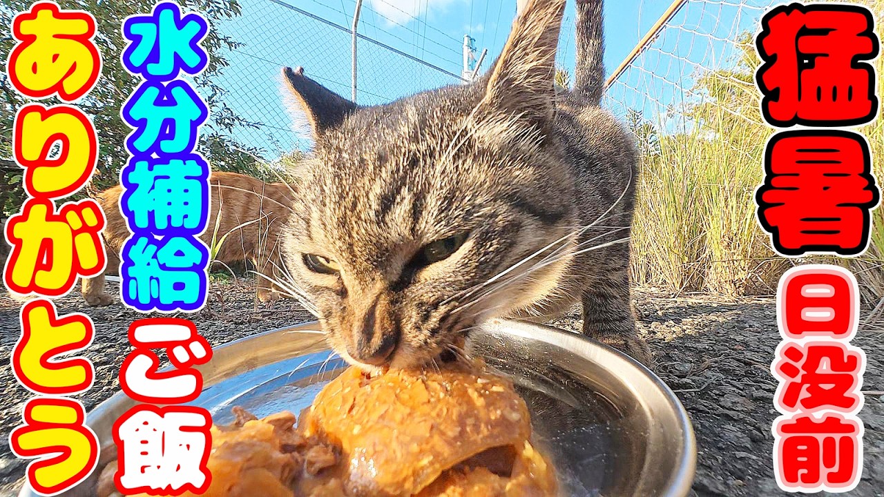 猛暑を乗り越えた日没前の猫たちにご飯をあげると・・・ さくらねこたちへのエサやり【視聴だけでも猫を助けることになります】支援者様 視聴者様 猫たちに神のご加護を！野良猫の感動猫動画