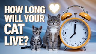 How Long Do Cats Really Live? The Answer Might Surprise You! How Long Do Cats Live The Truth About Cat Lifespans