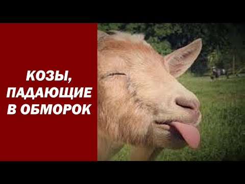 �������� Balkan Pharma �������: ����.