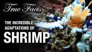 True Facts The Remarkable Adaptations Of Shrimp