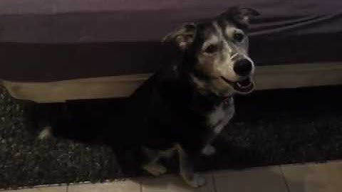 The Premack Principle - Dog Training