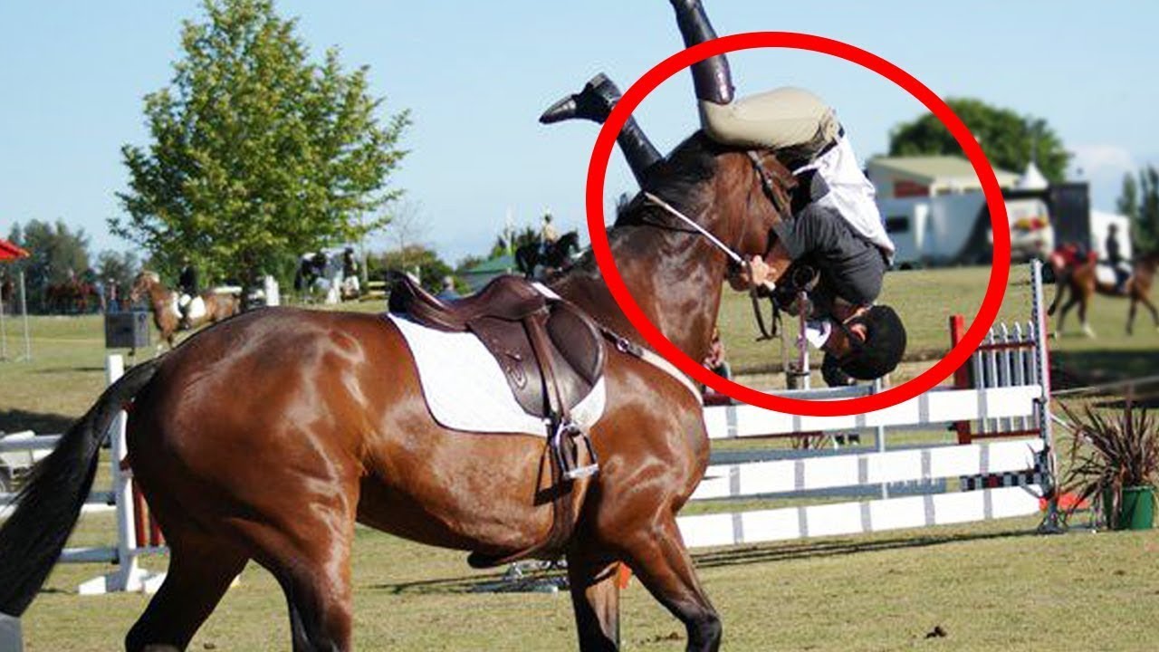Videos De Risa 2024 Nuevos 😂 Videos Graciosos Sobre Caballos 🔥 Videos Chistosos Videos De Risa 2024 Nuevos 😂 Videos Graciosos Sobre Caballos 🔥 Videos Chistosos