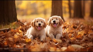 Golden Retriever 101 - AKC Canine College NEW COURSE!
