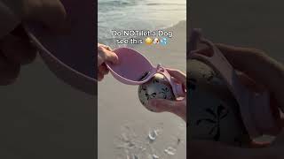 Do NOT show this to them 😳😱 #dog #dogs #dogshorts