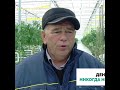 Свадьба в парнике и без алкоголя. Как живут ольшанские фермеры-протестанты