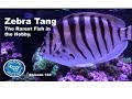 Zebra Tang The Rarest Fish in the Hobby Episode 182