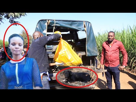 Video: Mbwa anapokuwekea makucha?