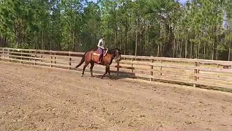 Invy Right Lead Canter