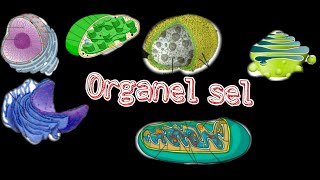 BIOLOGI- STRUKTUR DAN FUNGSI SEL (KELAS XI) PART 2 - SITOPLASMA, RIBOSOM, DLL)