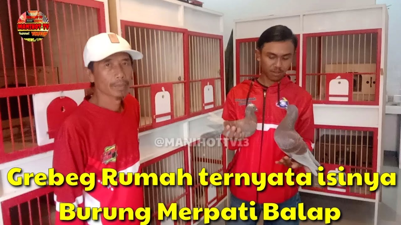 GEREBEG RUMAH TERNYATA KANDANG BURUNG MERPATI BALAP