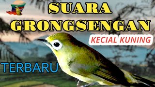 🔴 TIGA VARIASI AUDIO GRONGSENGAN LOMBA KECIAL KUNING @KecialKuningGacor