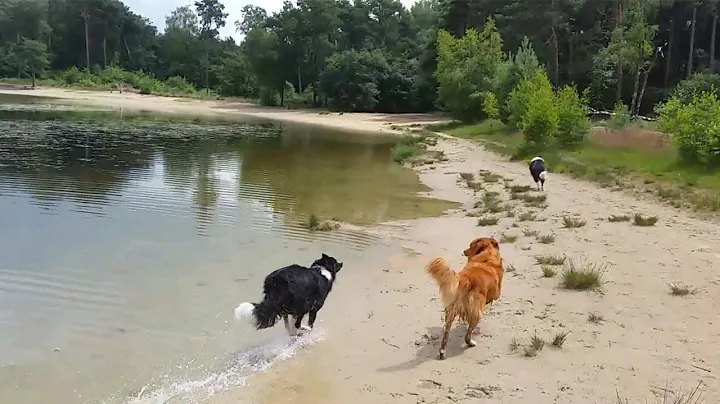 Toller Loki and his Border Collie friends Darco & ...