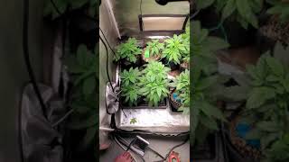 Week 4&5 of Veg- ILGM's Blue Dream, Gorilla Glue #1 and MK Ultra