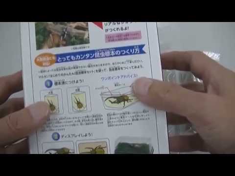 かんたん 昆虫標本セットで 標本つくり Youtube かんたん 昆虫標本セットで 標本つくり Youtube