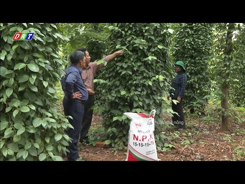 Video: Bón Thúc Cho Cây Tiêu